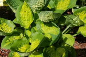 Pocketful of Sunshine, Hosta